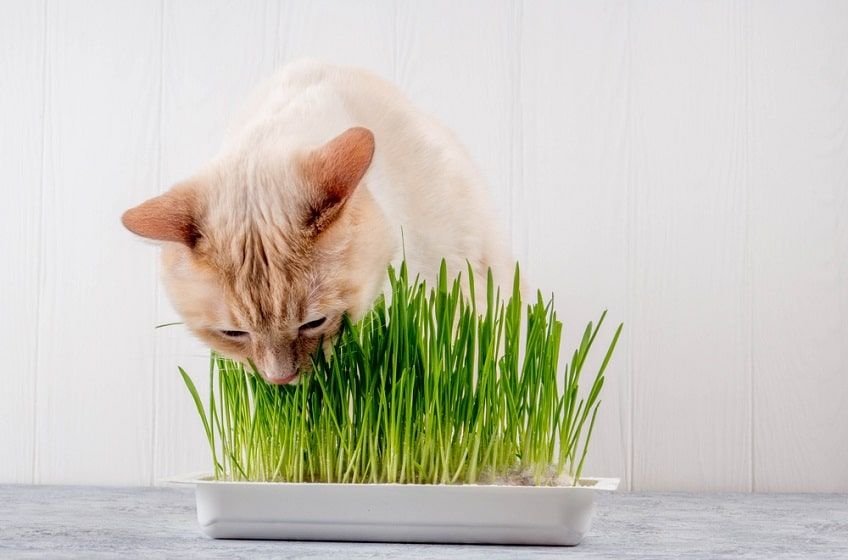 leczenie pica u kota-min.jpg