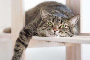 kot ma za mało ruchu