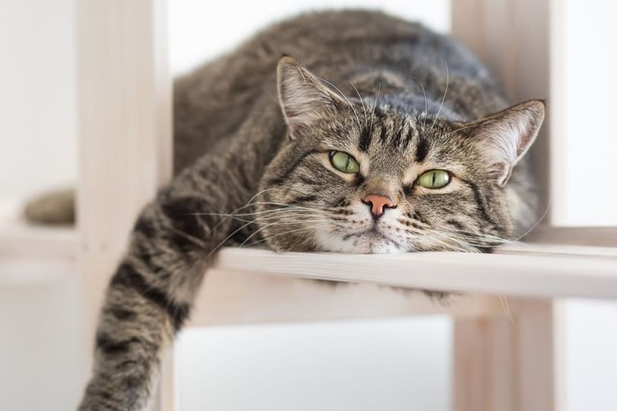 kot ma za mało ruchu