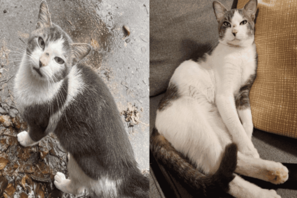 porzucony kot odnalazl dom