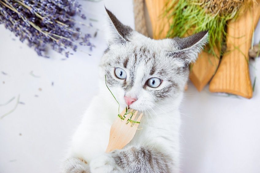 less waste w życiu kociarza