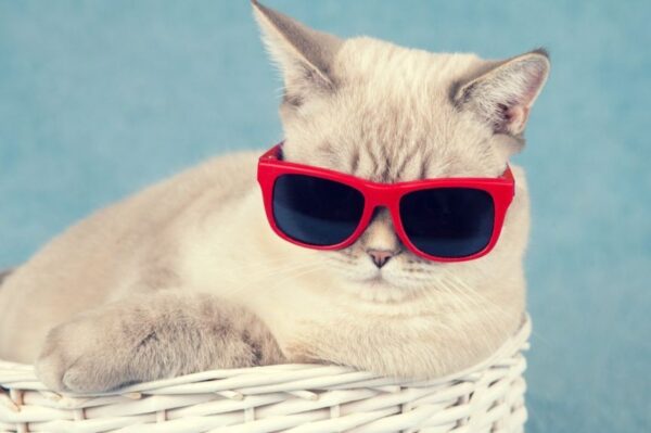 letnie gadżety dla kota