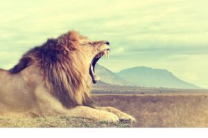 Kocia szczęka skrywa wiele tajemnic.