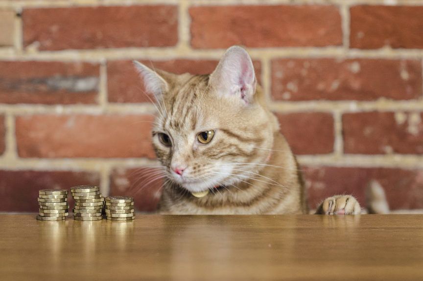 czy koty potrafią liczyć