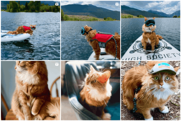 liebchen adventure cat