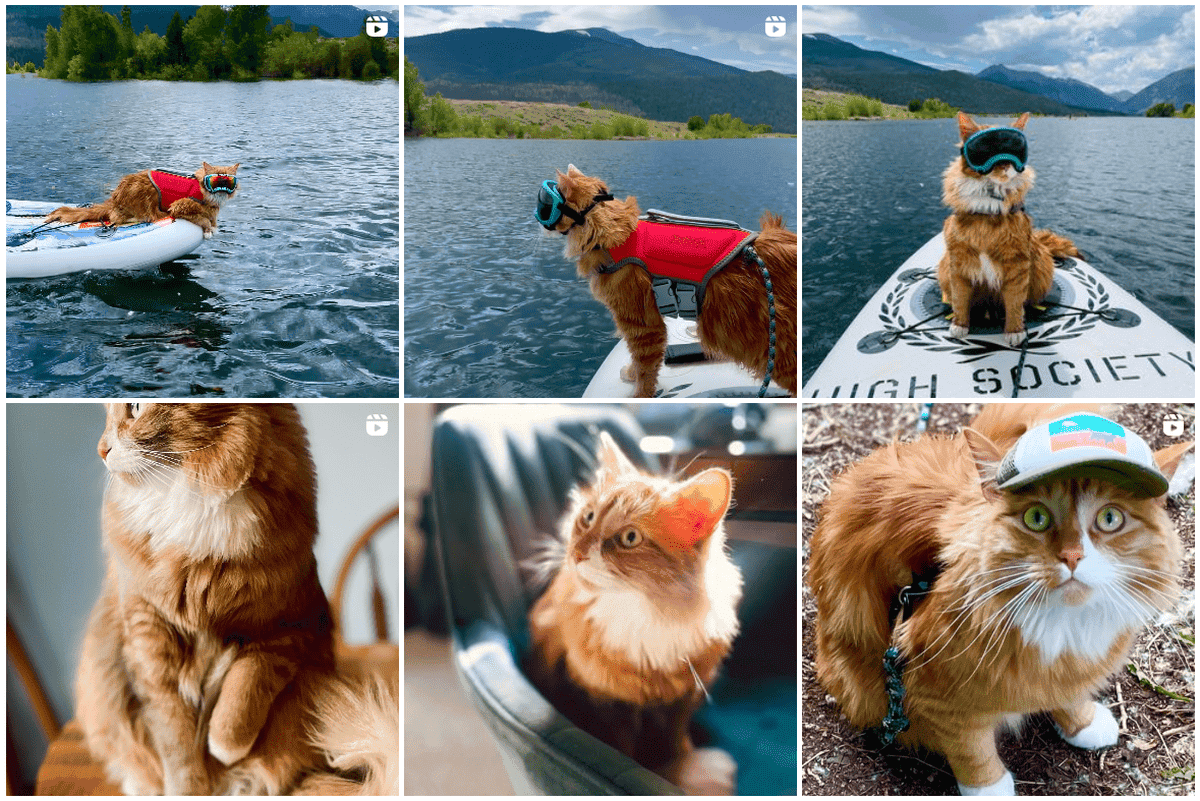 liebchen adventure cat