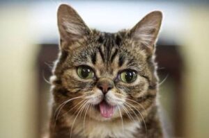lil bub nie żyje