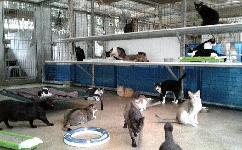 schronisko dla kotów w Singapurze Lily Low Shelter