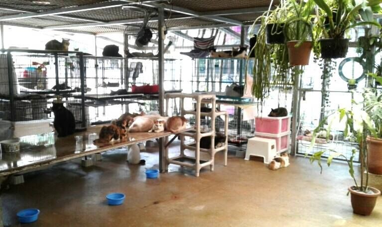 schronisko dla kotów w Singapurze Lily Low Shelter