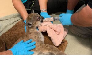 Mały lew został znaleziony przez strażaków i uratowany.