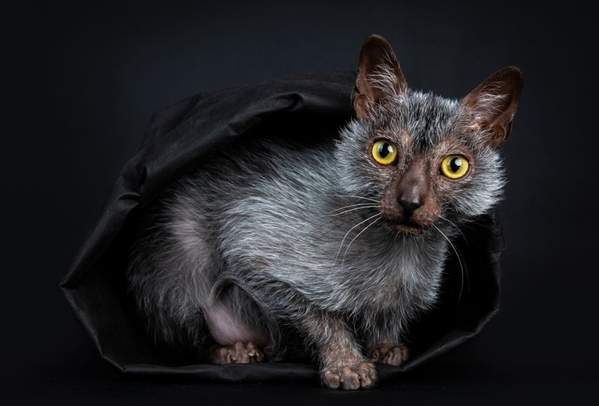 lykoi