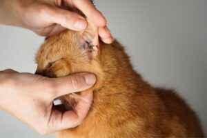 łysinki w okolicach uszu u kota