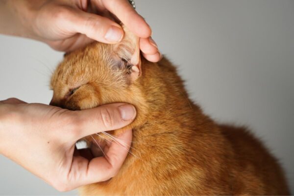 łysinki w okolicach uszu u kota