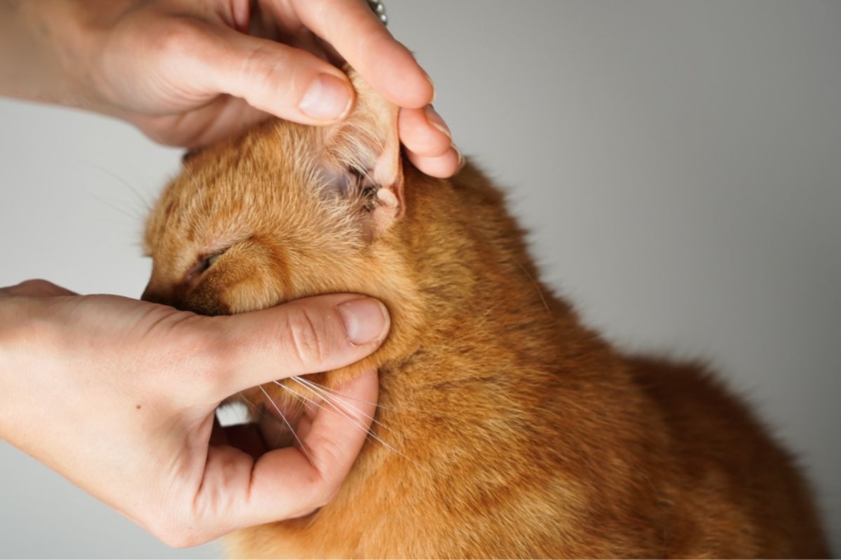 łysinki w okolicach uszu u kota