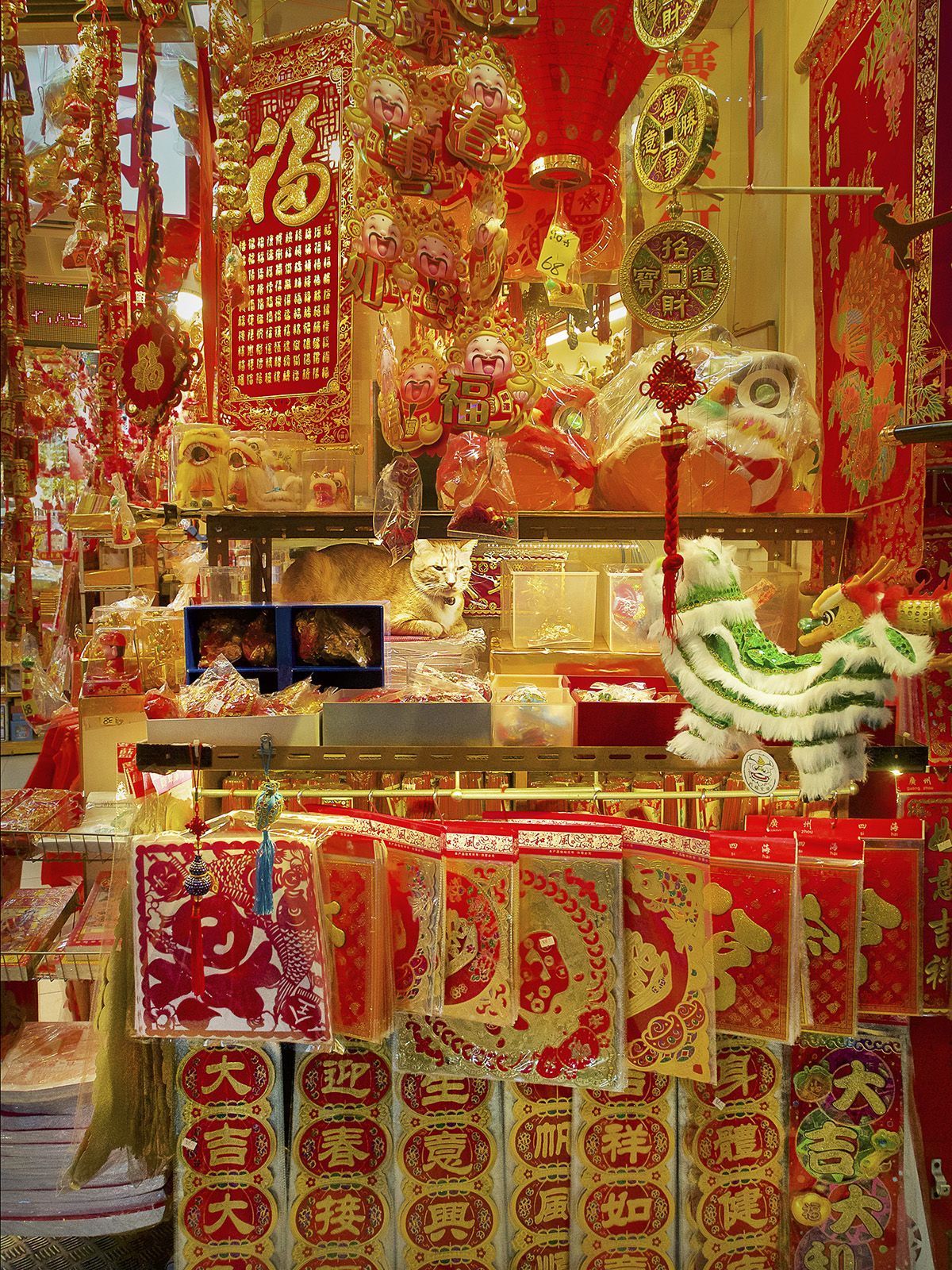 kot w sklepie w Hong Kongu