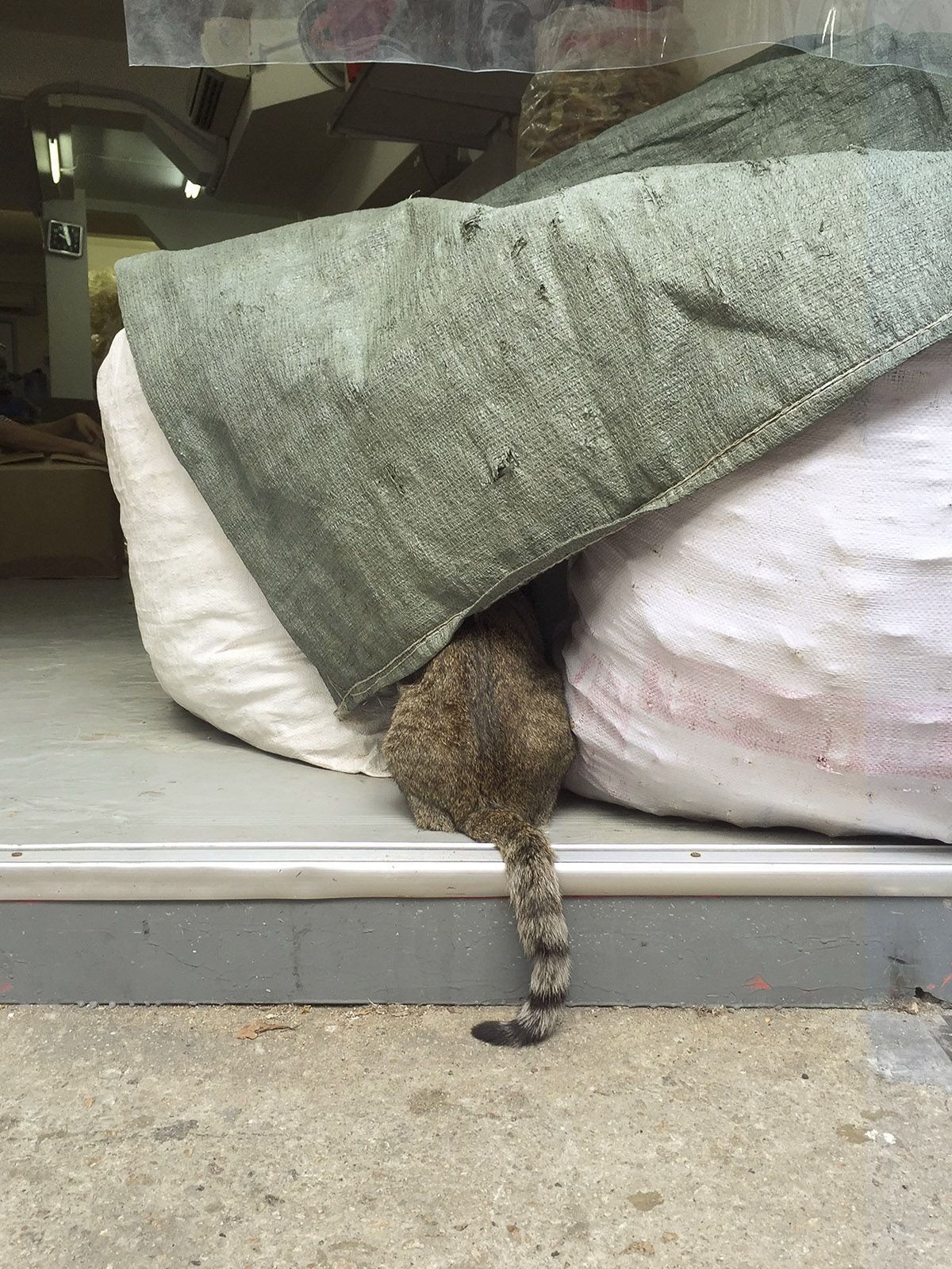 kot w sklepie w Hong Kongu