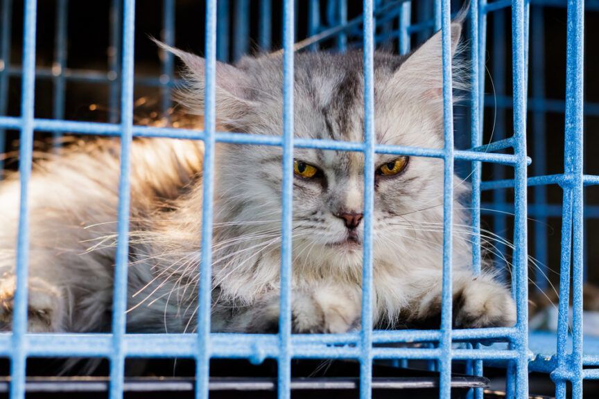 koniec pseudohodowli w Jaśle