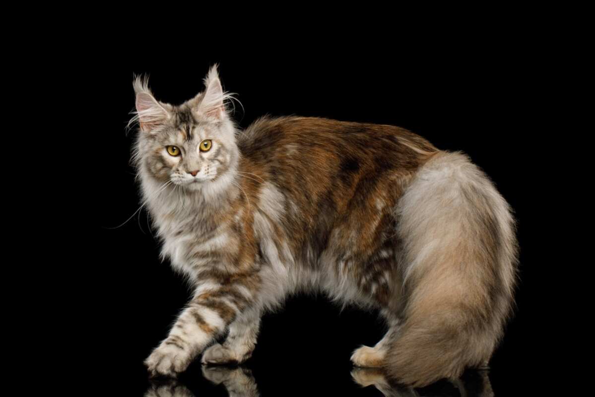 maine coon