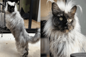 maine coon o niezwykłym umaszczeniu