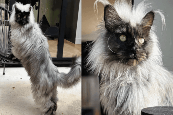 maine coon o niezwykłym umaszczeniu