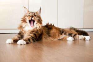 rdzeniowy zanik mięśni