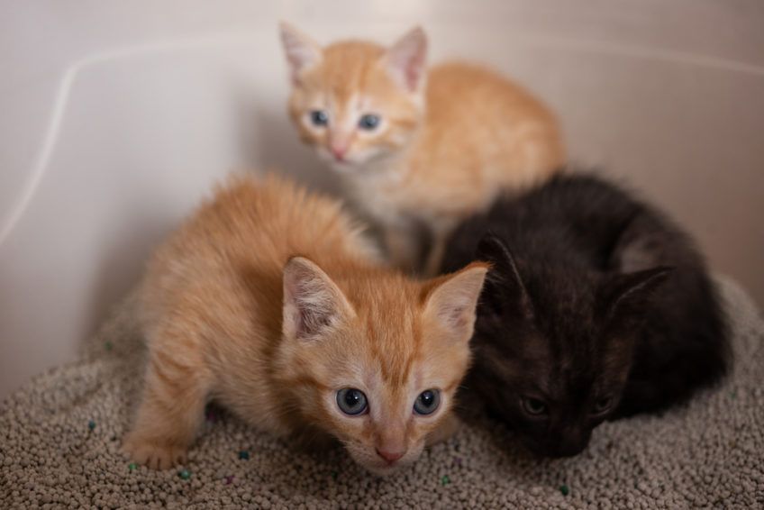 małe kotki w kuwecie
