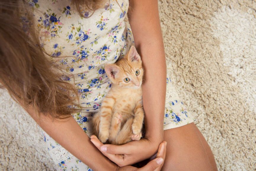 ile kosztuje utrzymanie kota