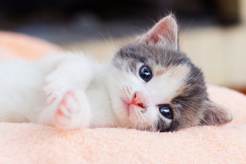 jak szukać domu dla kota