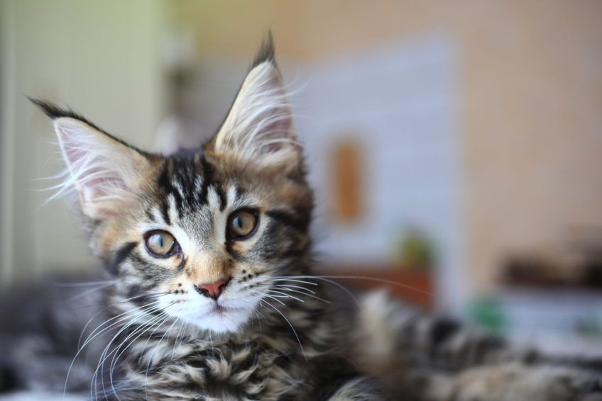 mały kot maine coon