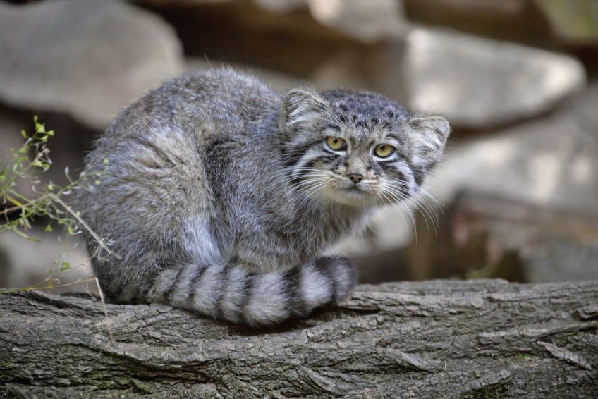 manul