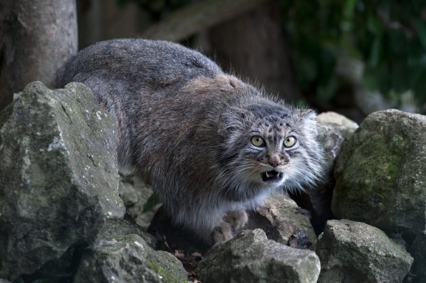 manul