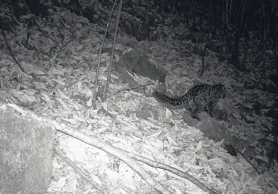 lamparcik marmurkowy