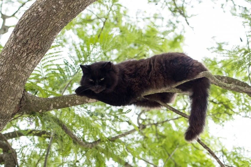 mark twain 19 kotów