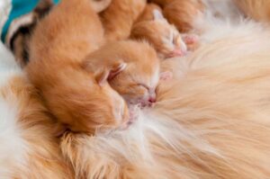 martwe kocięta w miocie