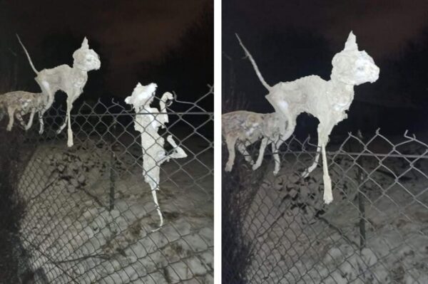 zwłoki kotów na płocie