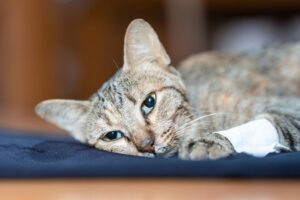 koty znalezione na pustyni