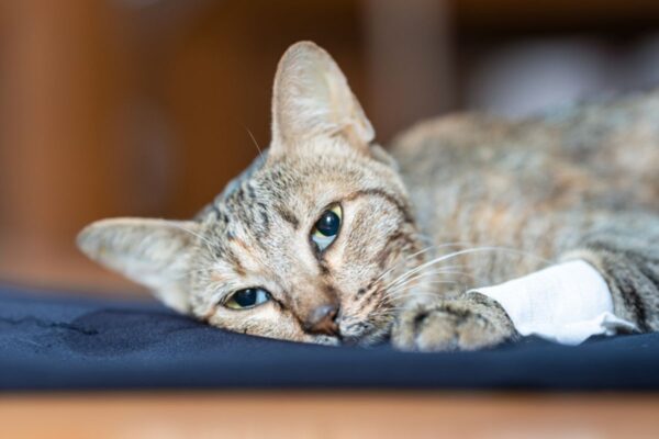 koty znalezione na pustyni