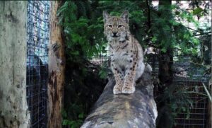 ryś wcychował się z kotami