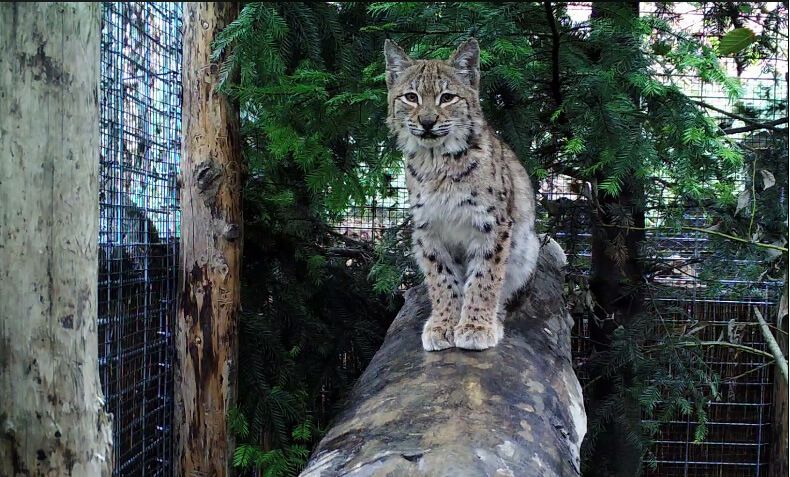 ryś wcychował się z kotami