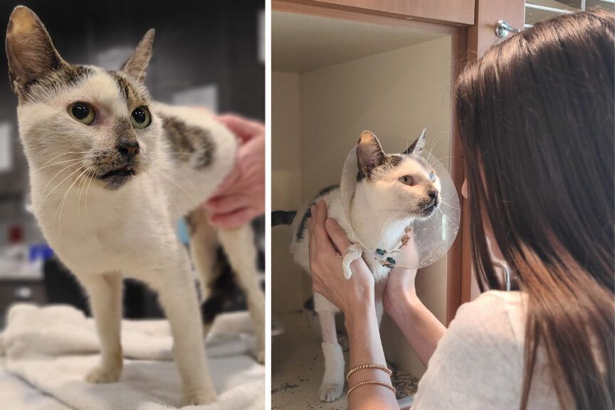 meow meow - bezdomna kotka, która została zaatakowana przez dzieci