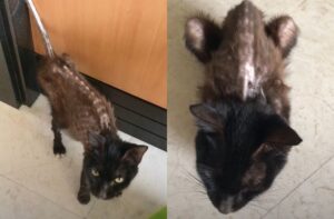 metamorfoza kota khalon