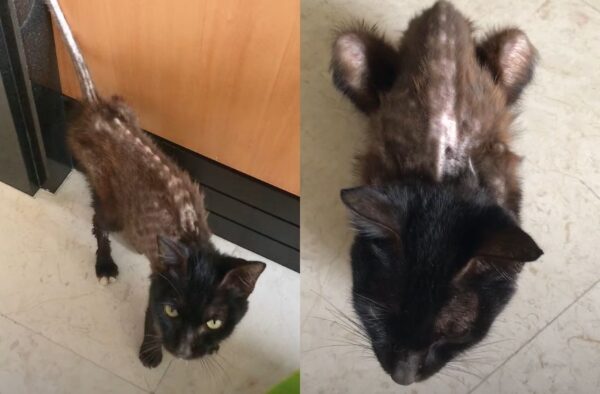 metamorfoza kota khalon