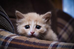 mężczyzna znęcał się nad kotem