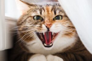 kot ciągle miauczy