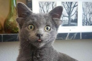 kotek z czterema uszkami