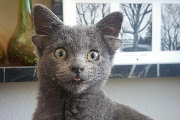 kotek z czterema uszkami