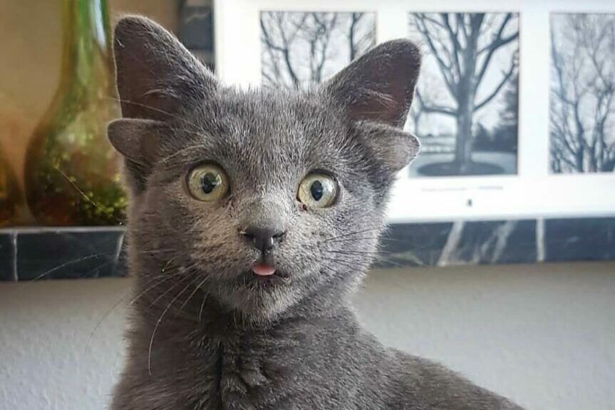 kotek z czterema uszkami