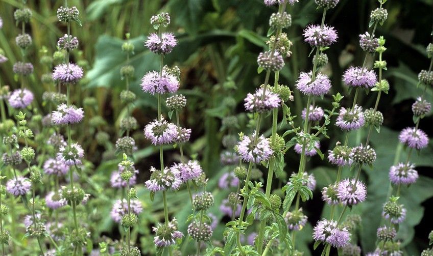 rośliny odstraszające koty