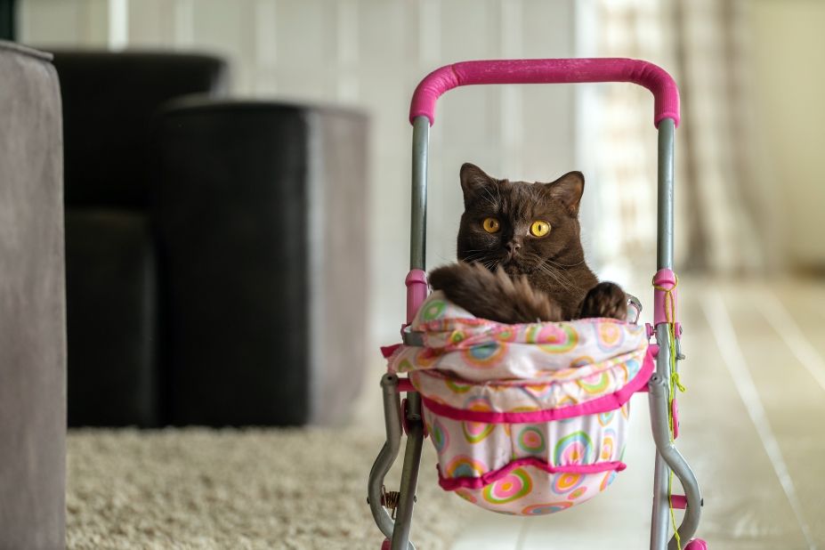 millenialsi wolą mieć koty