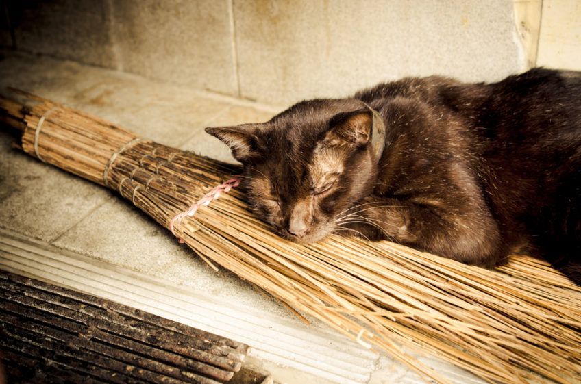 kot śpi na miotle